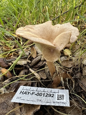  ( - HAY-F-001292)  @11 [ ] by-nc (2023) Aaron Tupac Fungal Diversity Survey