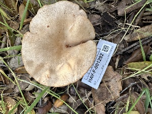  ( - HAY-F-001292)  @11 [ ] by-nc (2023) Aaron Tupac Fungal Diversity Survey