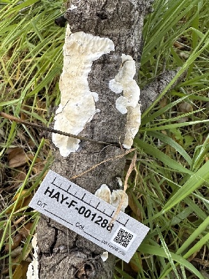  ( - HAY-F-001288)  @11 [ ] by-nc (2023) Aaron Tupac Fungal Diversity Survey