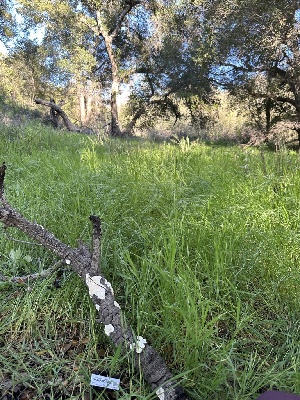  ( - HAY-F-001288)  @11 [ ] by-nc (2023) Aaron Tupac Fungal Diversity Survey