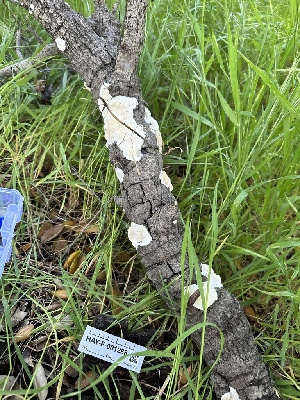  ( - HAY-F-001288)  @11 [ ] by-nc (2023) Aaron Tupac Fungal Diversity Survey