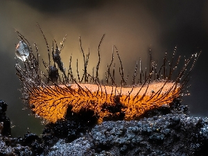  ( - HAY-F-002114)  @11 [ ] by-nc (2023) Stu Pickell Fungal Diversity Survey