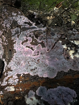  (Punctularia - HAY-F-002612)  @11 [ ] c (2023) Rudy Diaz Fungal Diversity Survey