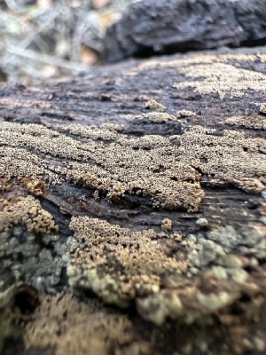 ( - HAY-F-002611)  @11 [ ] c (2023) Rudy Diaz Fungal Diversity Survey