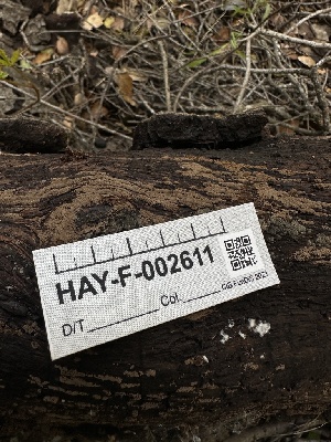  ( - HAY-F-002611)  @11 [ ] c (2023) Rudy Diaz Fungal Diversity Survey