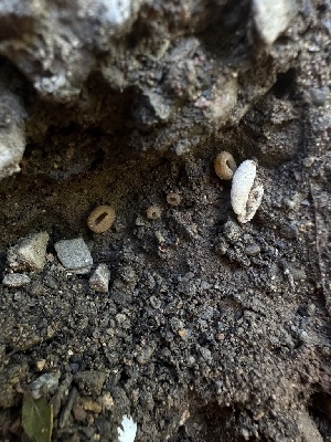 ( - HAY-F-002615)  @11 [ ] c (2023) Rudy Diaz Fungal Diversity Survey