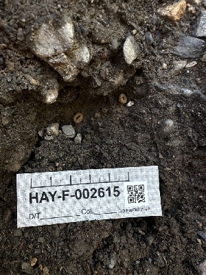 ( - HAY-F-002615)  @11 [ ] c (2023) Rudy Diaz Fungal Diversity Survey