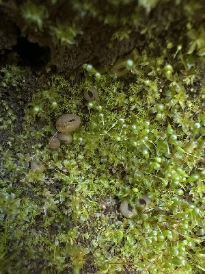  ( - HAY-F-002615)  @11 [ ] c (2023) Rudy Diaz Fungal Diversity Survey