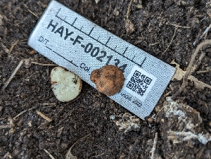  (Balsamia alba - HAY-F-002134)  @11 [ ] by-nc (2023) Stu Pickell Fungal Diversity Survey