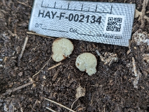  ( - HAY-F-002134)  @11 [ ] by-nc (2023) Stu Pickell Fungal Diversity Survey