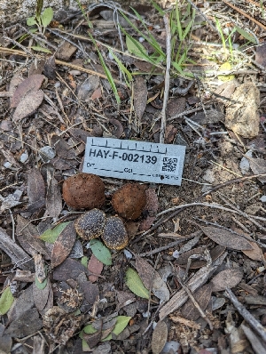  ( - HAY-F-002139)  @11 [ ] by-nc (2023) Stu Pickell Fungal Diversity Survey