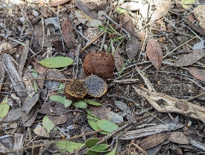  ( - HAY-F-002139)  @11 [ ] by-nc (2023) Stu Pickell Fungal Diversity Survey