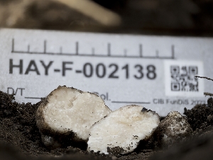 (Tuber sp. 31 - HAY-F-002138)  @11 [ ] by-nc (2023) Stu Pickell Fungal Diversity Survey