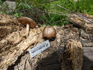  ( - HAY-F-002148)  @11 [ ] by-nc (2023) Stu Pickell Fungal Diversity Survey