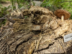  ( - HAY-F-002148)  @11 [ ] by-nc (2023) Stu Pickell Fungal Diversity Survey