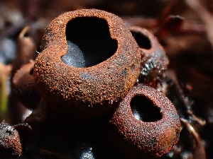  ( - HAY-F-000699)  @11 [ ] by (2023) Mandy Hackney Fungal Diversity Survey