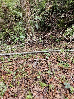 ( - HAY-F-000699)  @11 [ ] by (2023) Mandy Hackney Fungal Diversity Survey