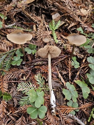  (Entoloma subcapitatum - HAY-F-000694)  @11 [ ] by (2023) Mandy Hackney Fungal Diversity Survey