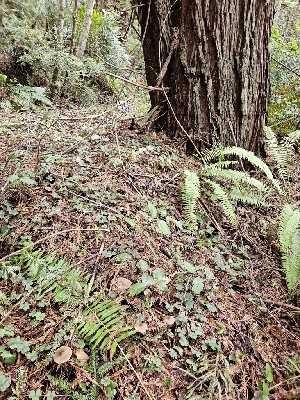  ( - HAY-F-000694)  @11 [ ] by (2023) Mandy Hackney Fungal Diversity Survey