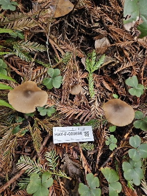  ( - HAY-F-000694)  @11 [ ] by (2023) Mandy Hackney Fungal Diversity Survey