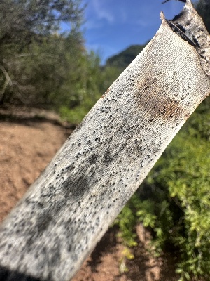  ( - HAY-F-002620)  @11 [ ] c (2023) Rudy Diaz Fungal Diversity Survey