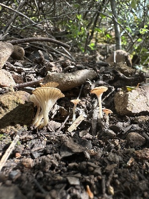  ( - HAY-F-002623)  @11 [ ] c (2023) Rudy Diaz Fungal Diversity Survey