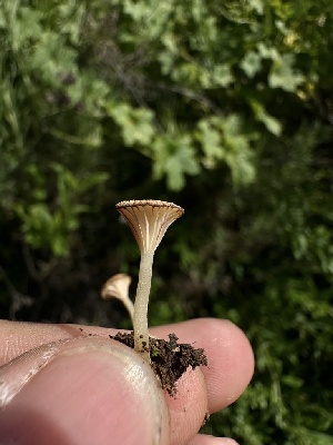  ( - HAY-F-002623)  @11 [ ] c (2023) Rudy Diaz Fungal Diversity Survey