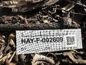  ( - HAY-F-002609)  @11 [ ] c (2023) Rudy Diaz Fungal Diversity Survey