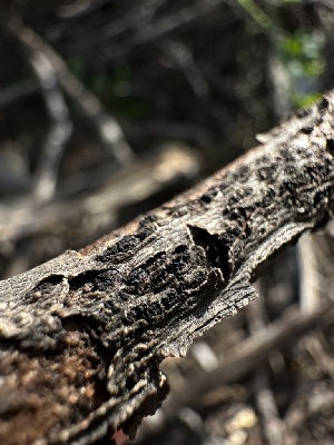  ( - HAY-F-002609)  @11 [ ] c (2023) Rudy Diaz Fungal Diversity Survey