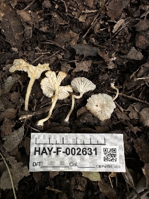  ( - HAY-F-002631)  @11 [ ] c (2023) Rudy Diaz Fungal Diversity Survey