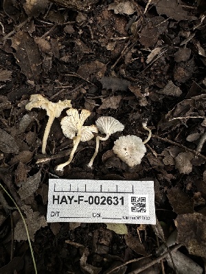  ( - HAY-F-002631)  @11 [ ] c (2023) Rudy Diaz Fungal Diversity Survey