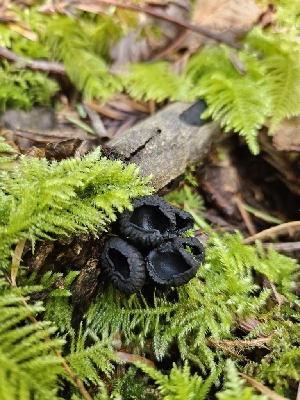  ( - HAY-F-000695)  @11 [ ] by (2023) Mandy Hackney Fungal Diversity Survey