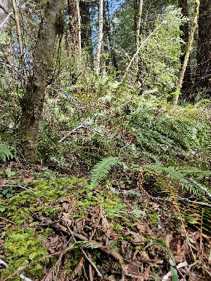  ( - HAY-F-000695)  @11 [ ] by (2023) Mandy Hackney Fungal Diversity Survey