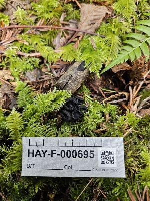  ( - HAY-F-000695)  @11 [ ] by (2023) Mandy Hackney Fungal Diversity Survey