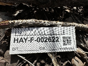  ( - LA-F-000012)  @11 [ ] c (2023) Rudy Diaz Fungal Diversity Survey