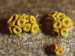 ( - LA-F-000012)  @11 [ ] c (2023) Rudy Diaz Fungal Diversity Survey