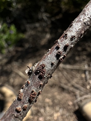  ( - HAY-F-002638)  @11 [ ] c (2023) Rudy Diaz Fungal Diversity Survey