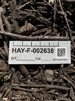  ( - HAY-F-002638)  @11 [ ] c (2023) Rudy Diaz Fungal Diversity Survey