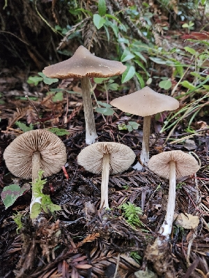  ( - HAY-F-000718)  @11 [ ] by (2023) Mandy Hackney Fungal Diversity Survey