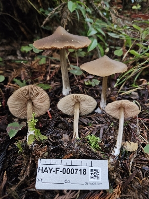  ( - HAY-F-000718)  @11 [ ] by (2023) Mandy Hackney Fungal Diversity Survey