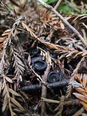  ( - HAY-F-000696)  @11 [ ] by (2023) Mandy Hackney Fungal Diversity Survey