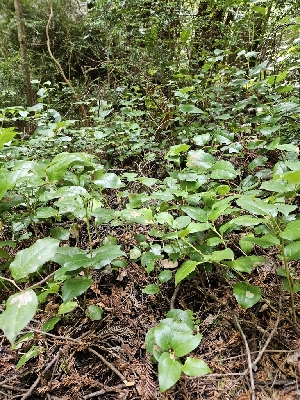  ( - HAY-F-000696)  @11 [ ] by (2023) Mandy Hackney Fungal Diversity Survey