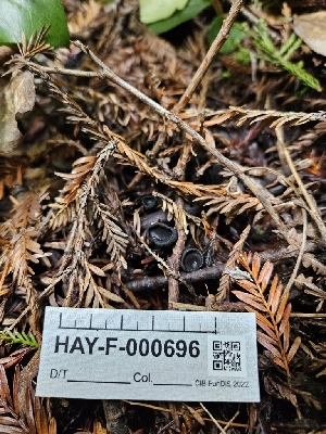  ( - HAY-F-000696)  @11 [ ] by (2023) Mandy Hackney Fungal Diversity Survey