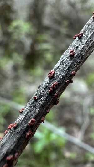  ( - HAY-F-002642)  @11 [ ] c (2023) Rudy Diaz Fungal Diversity Survey