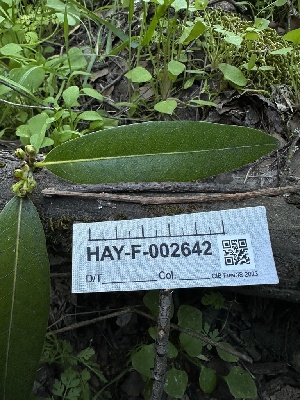  ( - HAY-F-002642)  @11 [ ] c (2023) Rudy Diaz Fungal Diversity Survey