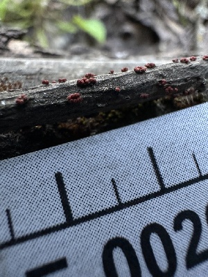  ( - HAY-F-002642)  @11 [ ] c (2023) Rudy Diaz Fungal Diversity Survey