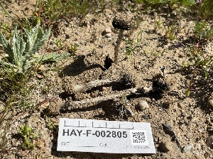  ( - HAY-F-002805)  @11 [ ] by-nc (2023) Damon Tighe Fungal Diversity Survey