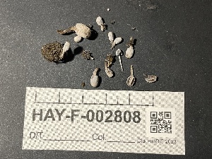  ( - HAY-F-002808)  @11 [ ] by-nc (2023) Damon Tighe Fungal Diversity Survey