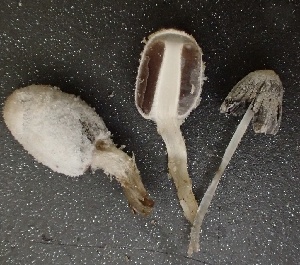  ( - HAY-F-002808)  @11 [ ] by-nc (2023) Damon Tighe Fungal Diversity Survey