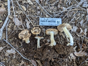  ( - HAY-F-002150)  @11 [ ] by-nc (2023) Stu Pickell Fungal Diversity Survey